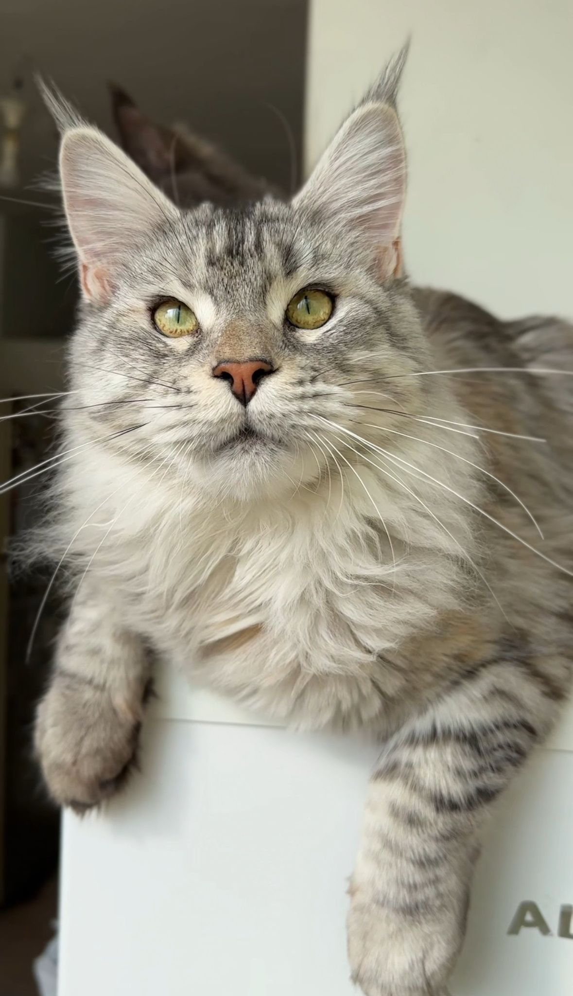 CH. Glamura Ustin conqueror of hearts*Ru